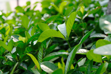 soft focus, green leaf background
