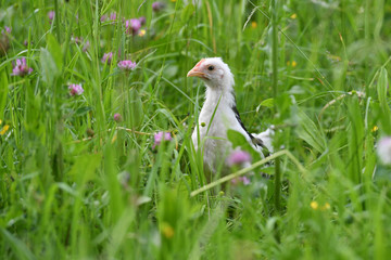 Ein Dänisches Leghorn Huhn  am 21. Mai 2018 auf einer Wiese.