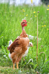 Ein Nackthals Hahn am 21. Mai 2018 auf einer Wiese.