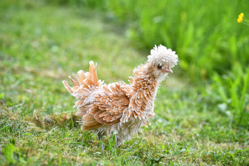 Ein gestrupptes Zwergpaduaner Huhn am 21. Mai 2018 auf einer Wiese.