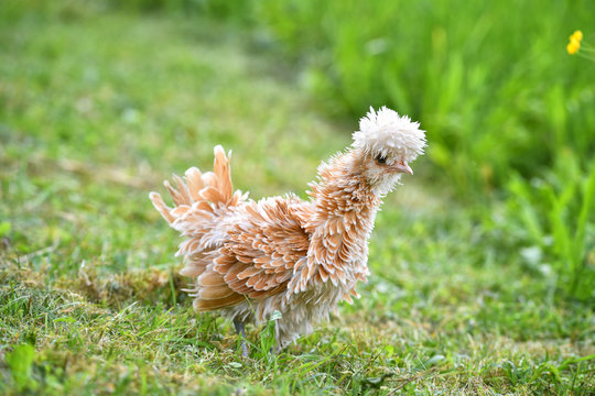 Ein gestrupptes Zwergpaduaner Huhn am 21. Mai 2018 auf einer Wiese.