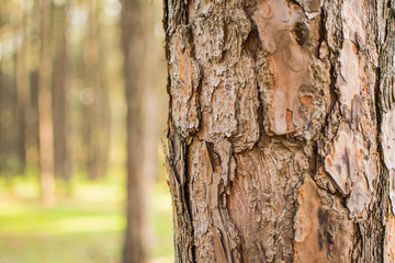 Pine tree and light orange Beautiful pine forest