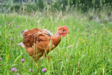 Ein Nackthals Hahn am 21. Mai 2018 auf einer Wiese