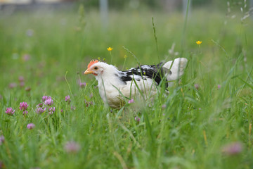 Ein Dänisches Leghorn Huhn am 21. Mai 2018 auf einer Wiese.