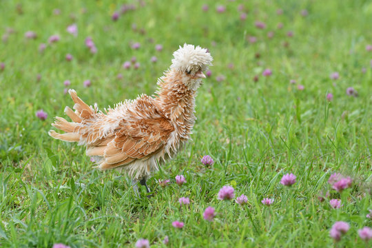 Ein gestrupptes Zwergpaduaner Huhn am 21. Mai 2018 auf einer Wiese.