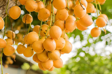 Tropical fruit Full fruit is yellow fruit bunch. Ma fai