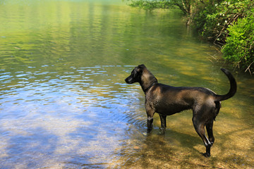 Search Photos Amigo