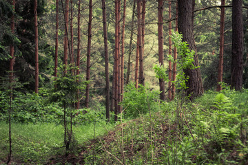 thick dense hilly pine forest