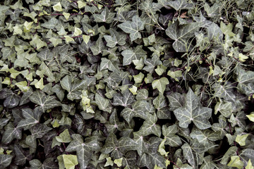 background of green leaves