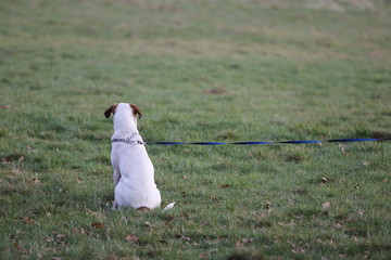 A dog on it's lead, Hampstead Heath Park, London, England