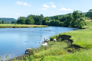Sheep at a riverbank, swimming ducks and people at the River Derwent on a summer's day. Photo taken at Chatsworth Park in the Peak District, Derbyshire, England