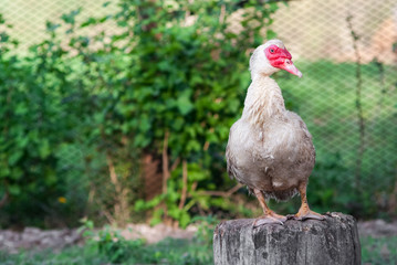 duck in a row. white duck on the wild grass