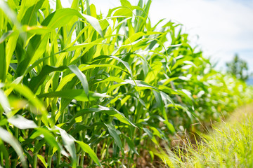 Maize or corn organic planting in cornfield. It is fruit of corn for harvesting by manual labor....