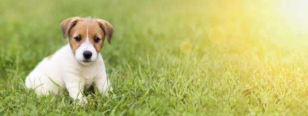Foto op Plexiglas Websitebanner van een gelukkige hond die in het gras zit © Reddogs