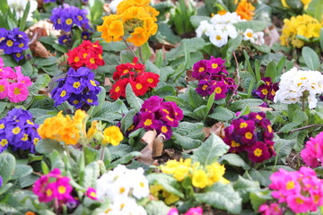 Fototapeta na wymiar beautifully colorful flowers, flower bed