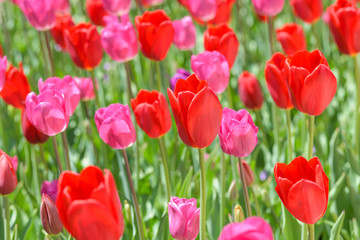 Fototapeta na wymiar Red Tulips - Bright midday sun shines on a blooming red tulip field.