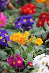 Obraz na płótnie Canvas beautifully colorful flowers, flower bed