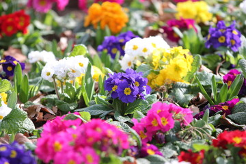 beautifully colorful flowers, flower bed