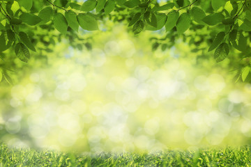 Fototapeta na wymiar Spring or summer background, green tree leaves, frame