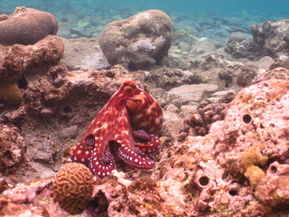 Octopus. Diving in underwater coral reef world