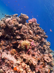 Plakat Diving in underwater coral reef world