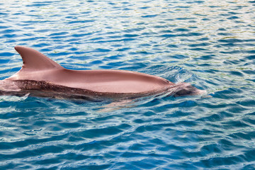 The yong Bottlenose dolphin is swimming in red sea