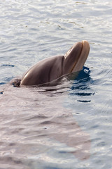 The yong Bottlenose dolphin is swimming in red sea