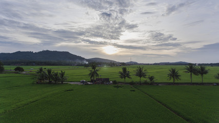 Aerial View of paddy field in Kedah,Malaysia.