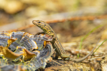 Lézard commun
