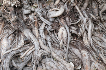 close up root tree