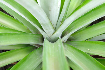 Obraz premium top view of pineapple tree