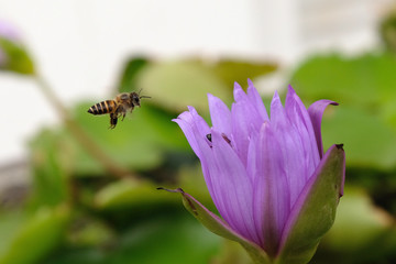 Close up of wild bee in mid-air next to lotus flower