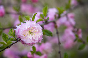 Pink flower on a branch, one, single
