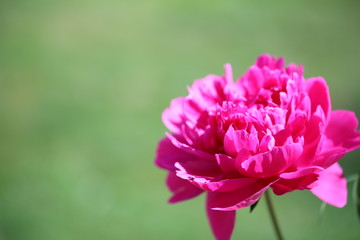 Peony