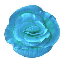 Obraz premium Flower aquamarine begonia isolated on white background. Close-up. Element of design.