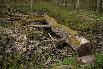 Fototapeta na wymiar Lichen on trees