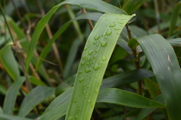 Obraz premium flowers