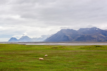 Grassland and a glacial river delta in front of bare mountains