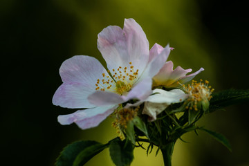 Obraz premium Heckenrose Blütezeit