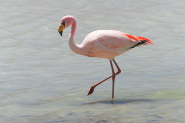 Fototapeta na wymiar flamingos in a lagoon on the salar de Uyuni plateau in Bolivia.