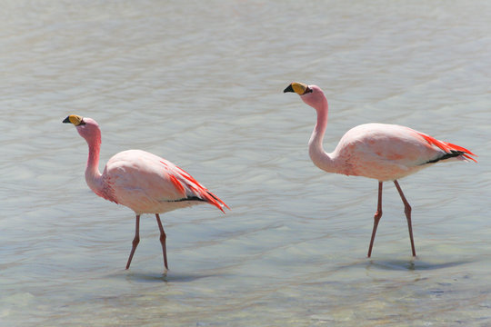 flamingos in a lagoon on the salar de Uyuni plateau in Bolivia.