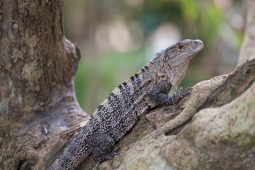 Obraz premium Lizard in the Manuel Antonip National park in the Costa rica