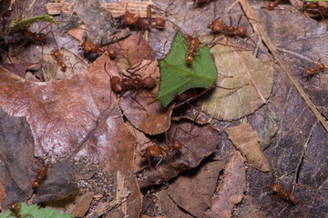 Ants carrying leaves in a rainforest
