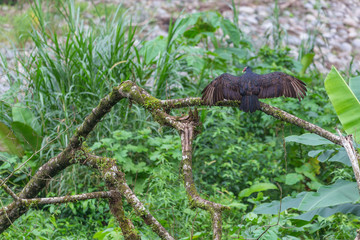 Drying the wings on the branch Urubu bird / blackvulture