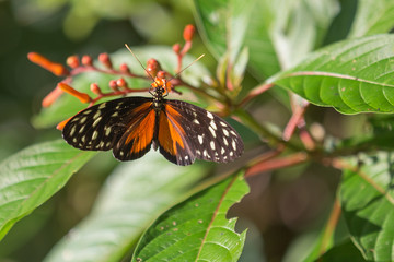butterfly in the jungle forest in Costa rica.