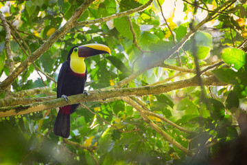 Naklejka premium chestnut-mandibled toucan ( Ramphastos swainsonii ) on a branch / in the natural rainforest habitat 
