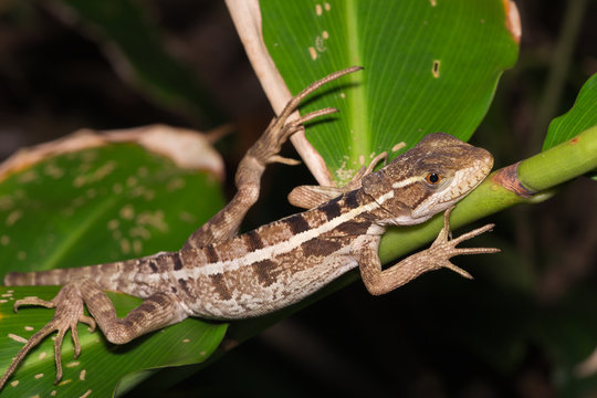 Forest lizard in the night.