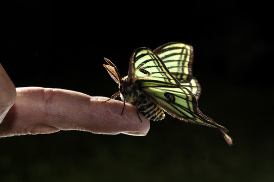 Graellsia Isabellae