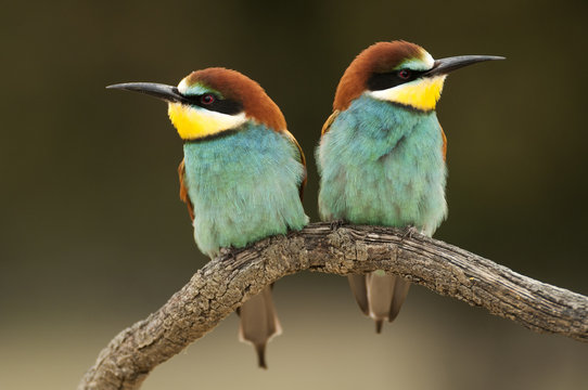 European bee-eater (Merops apiaster), couple perched on a branch