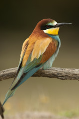Obraz premium European bee-eater (Merops apiaster), Perched on a branch with a dragonfly